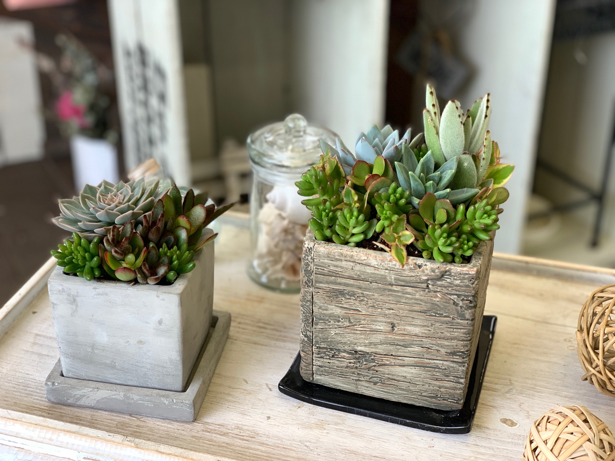 多肉植物の寄せ植え講習会(^_-)-☆ – Nishida Flower（西田フラワー）